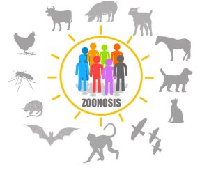 Animales y pájaros