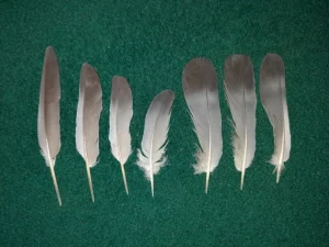 Aves