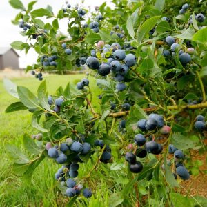 Cultivo de verduras y frutas