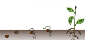 Beneficios de semillas
