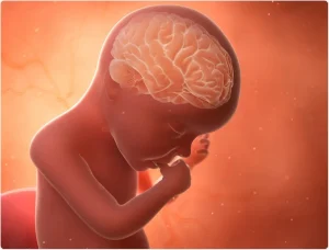 Etapas del desarrollo fetal